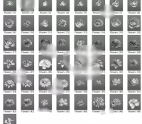 花朵 花瓣 鲜花 玫瑰 犀牛建模rhino_C4D_3Dma