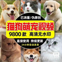 高清萌宠视频素材自动发货