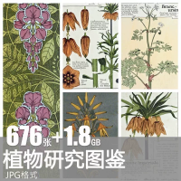 Art_Deco植物手绘设计素材植物研究Art_Deco法国