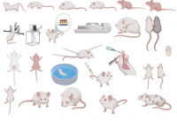 科研设计素材，PPTAI矢量文件科研绘图素材人体器官实验