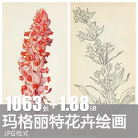 Margaret手绘植物设计素材Margaret玛格丽特复古