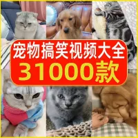 #视频宝贝集市_宠物视频国外萌宠动物小猫小狗狗搞笑抖音短视频
