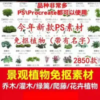 拍下秒发，乔木灌木花草树绿植PS景观园林带名称立面植物PNG