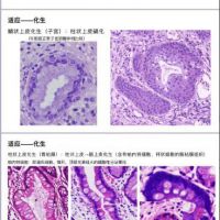 自动发货】病理学的实验切片PPT，一共有100多页，内容非常