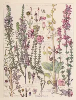 复古_植物_图鉴手绘手帐灵感