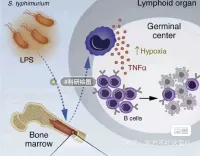 5个G生物医学科研绘图素材，覆盖细胞、系统、器材、神经等全领