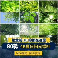 4K夏日阳光穿透过绿叶树叶暖阳空镜头大自然唯美景小清新视频素