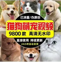 【拍下秒发】高清猫猫狗狗萌宠短视频素材可爱呆萌搞笑猫狗宠物抖
