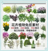 鲜花卉_PNG_免抠图_500_+_品种花境植物_景观设计